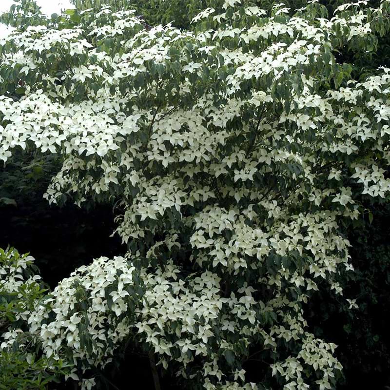Koreakornel med hvide blomster