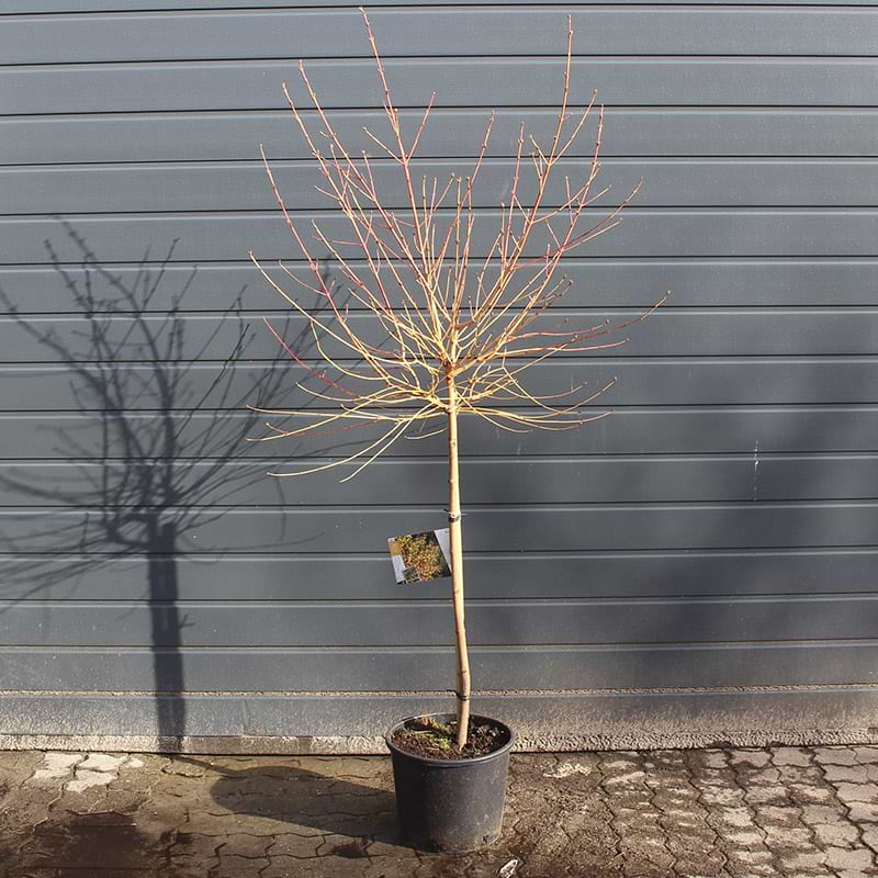 Kornel (Cornus Sanguinea 'Midwinter Fire') Opstammet - Flere Varianter