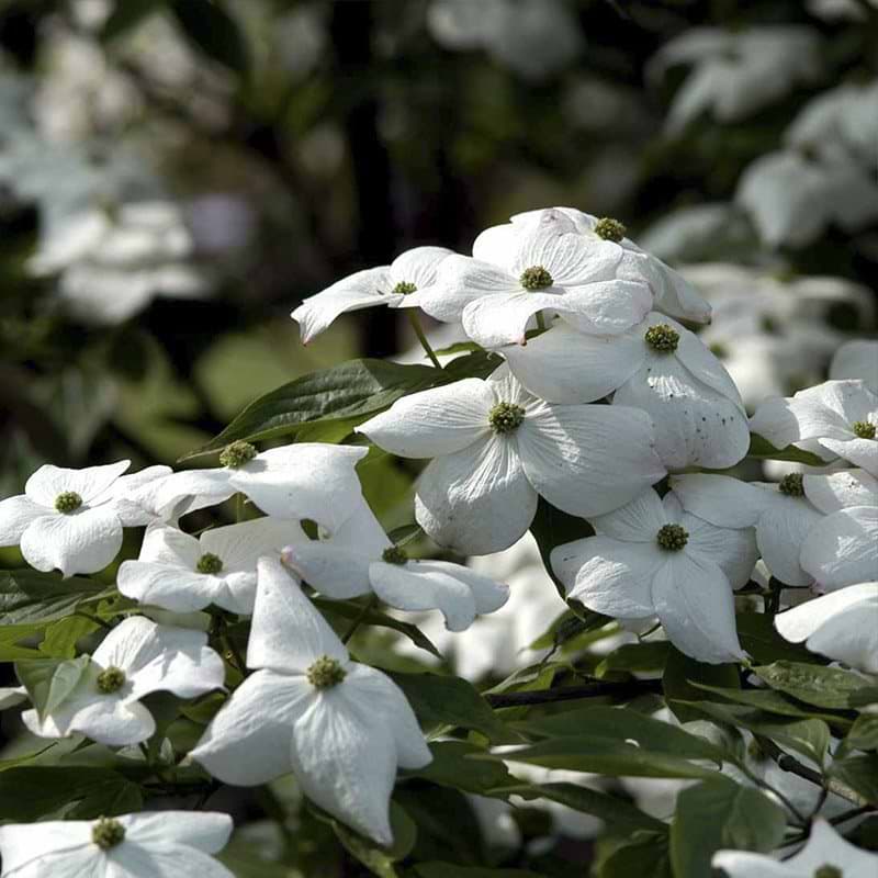 Cornus Rutban