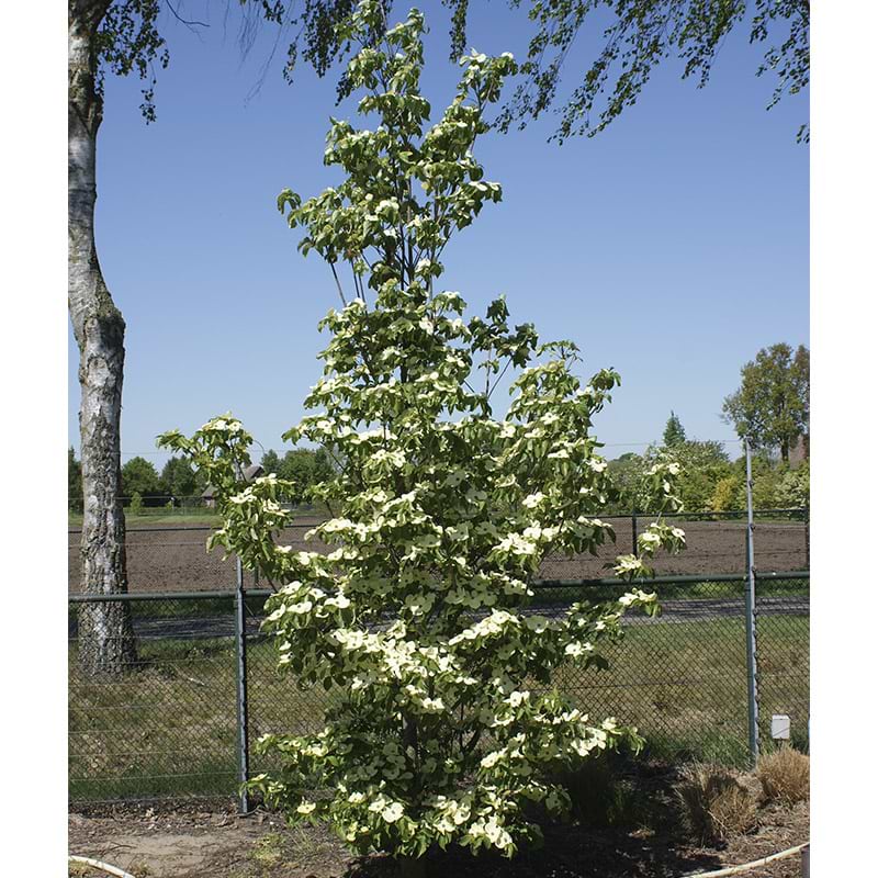 Cornus x 'Starlight' hvide blomster