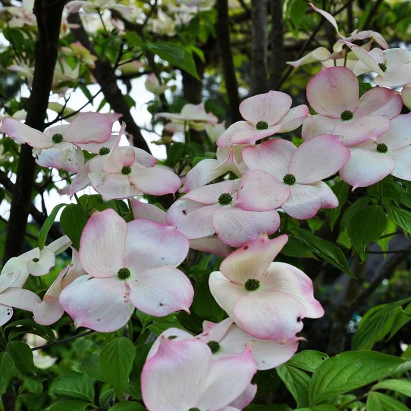 Koreakornel Cornus Rutgan Stellar pink blomster