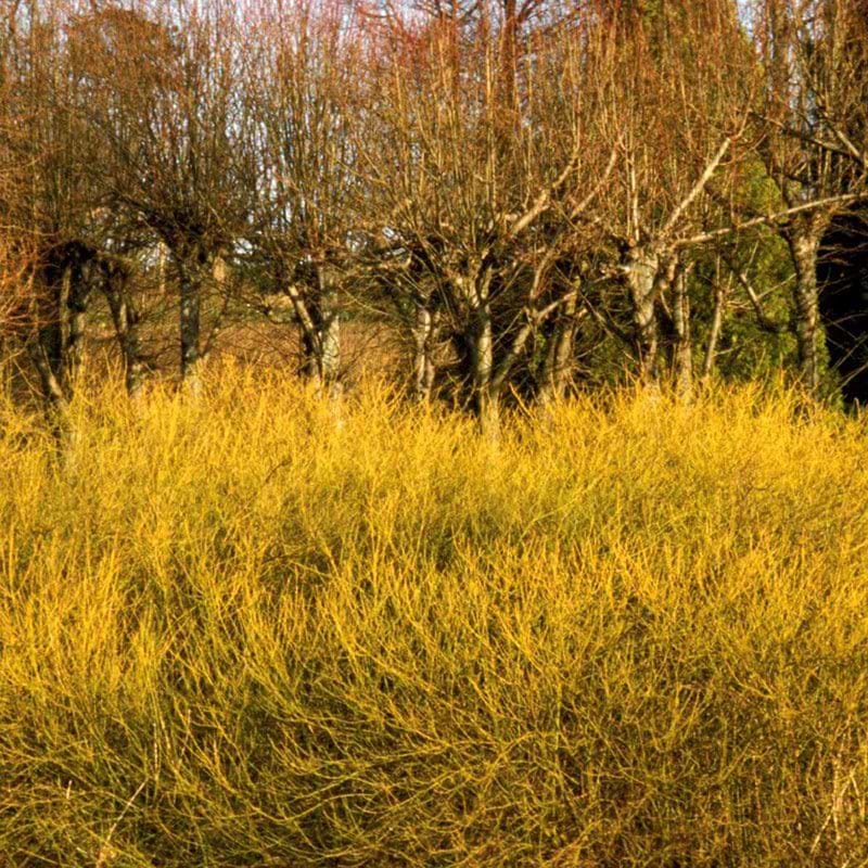 Cornus stolonifera Flaviramea