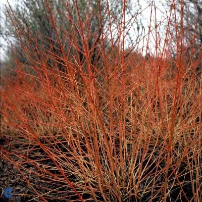 Kornel (Cornus sanguinea 'Winter Beauty') - Flere Varianter