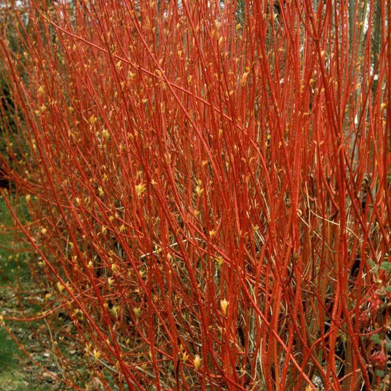 Kornel Rødgrenet (Cornus alba 'Sibirica') Flere varianter 