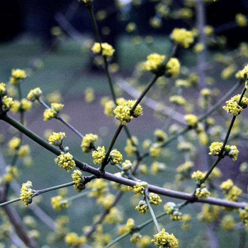 Cornus mas blomster