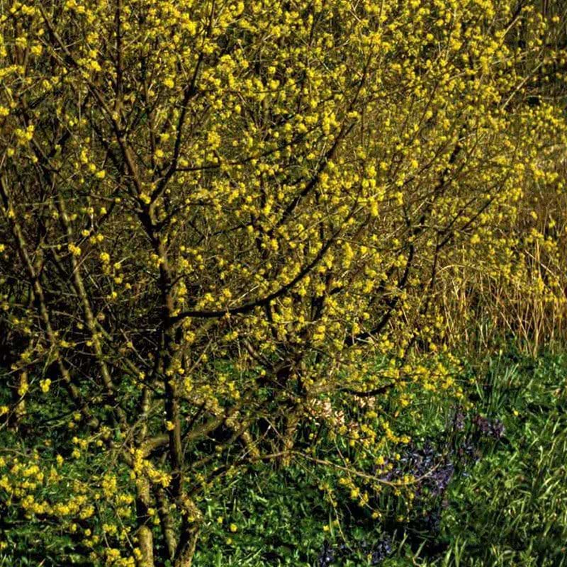 Kirsebærkornel (Cornus mas) Enstammet Flere varianter