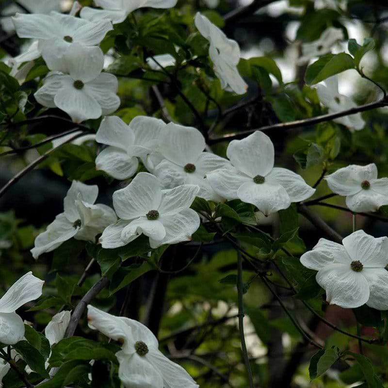 Cornus nuttallii