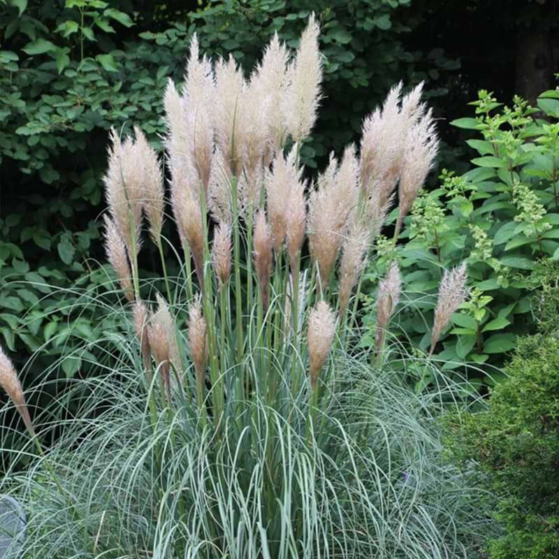 Pampasgræs (Cortaderia Selloana 'Patagonia') - Flere varianter