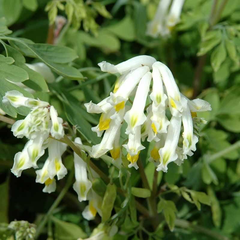 Corydalis 