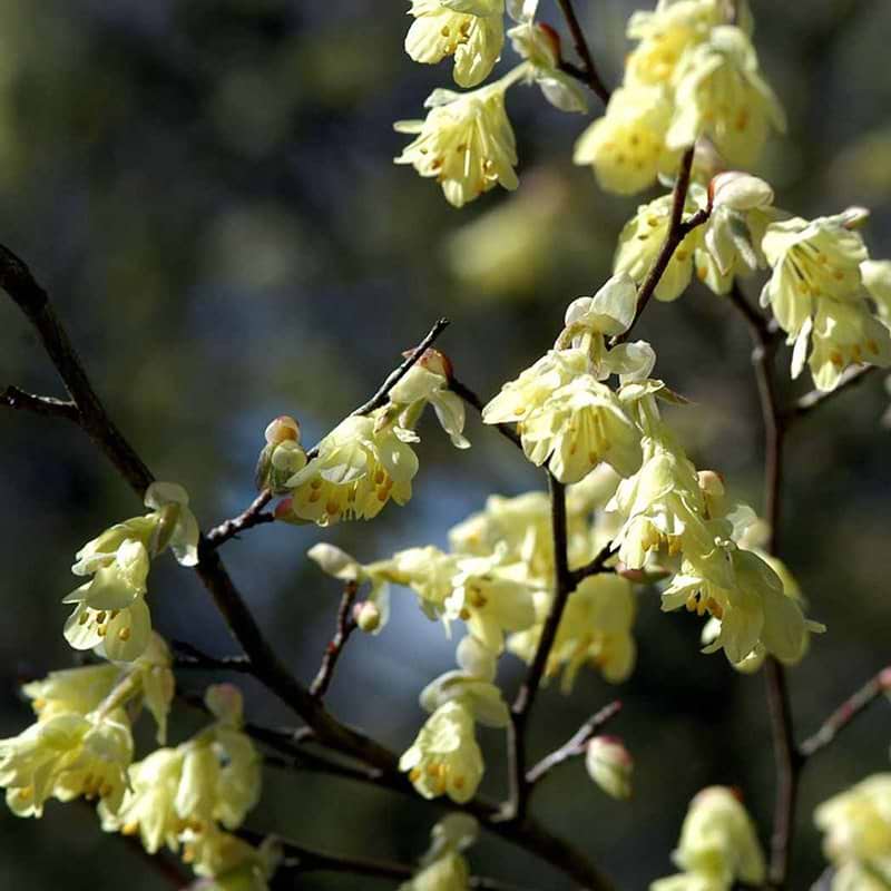 Hasselbror Corylopsis pauciflora gule blomster