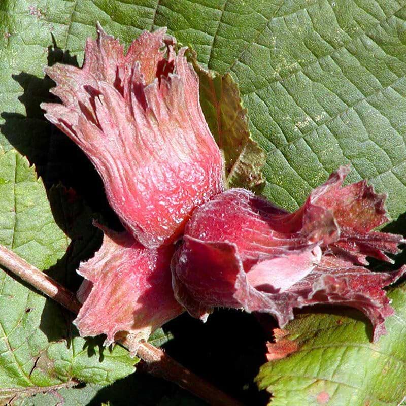 Corylus avellana Rode Zellernoot nød