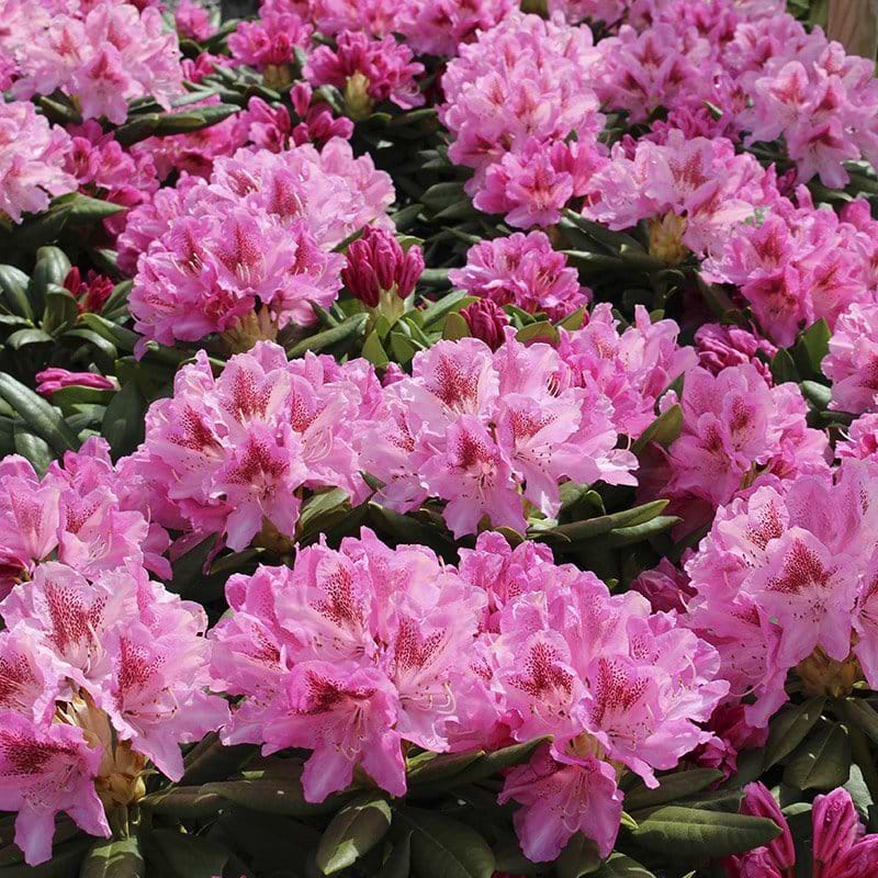 Busk af cosmopolitan pink blomster