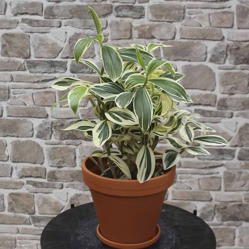 Spiral Ginger (Costus Arabicus 'variegata')