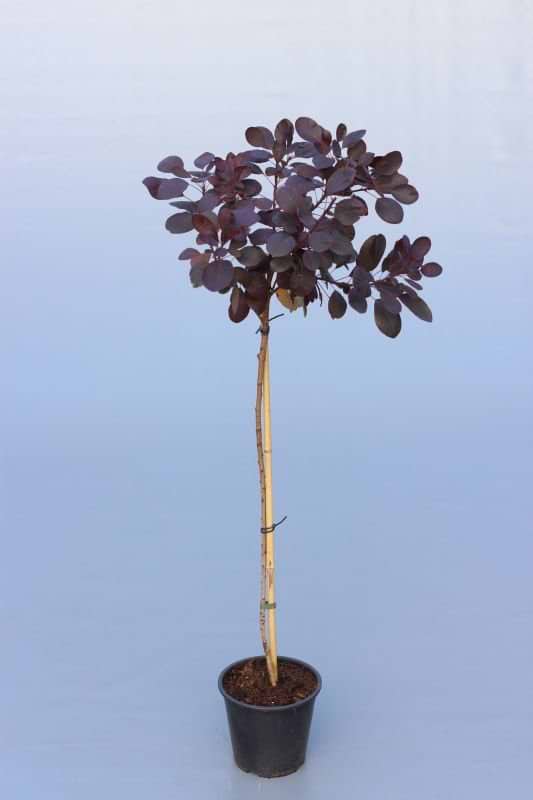 Cotinus coggygria Royal Purple opstammet