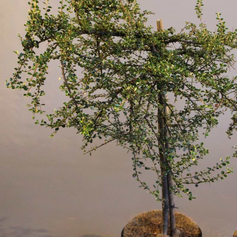 Cotoneaster cochleatus Taja opstammet