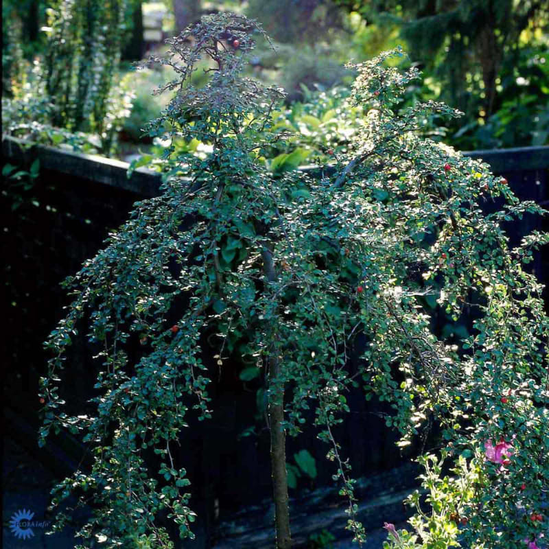 cotoneaster boer