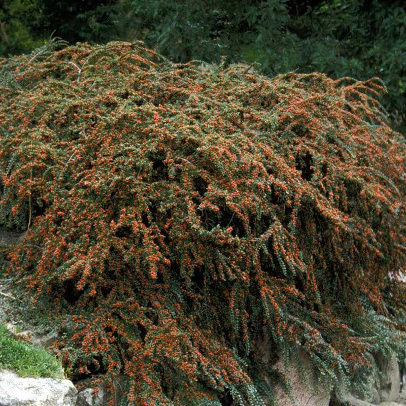 Cotoneaster horizontalis Cotali
