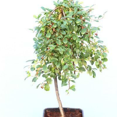 Cotoneaster dammeri opstammet