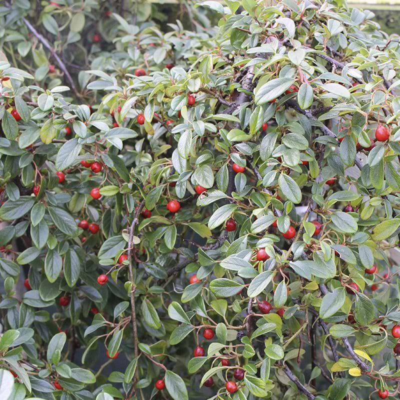 Dværgmispel (Cotoneaster dammeri 'Major)