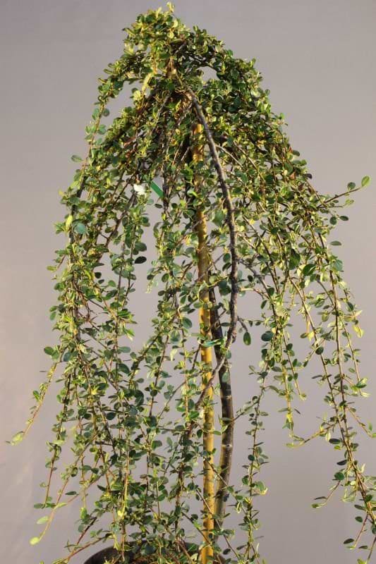 Cotoneaster Winter Jewel opstammet