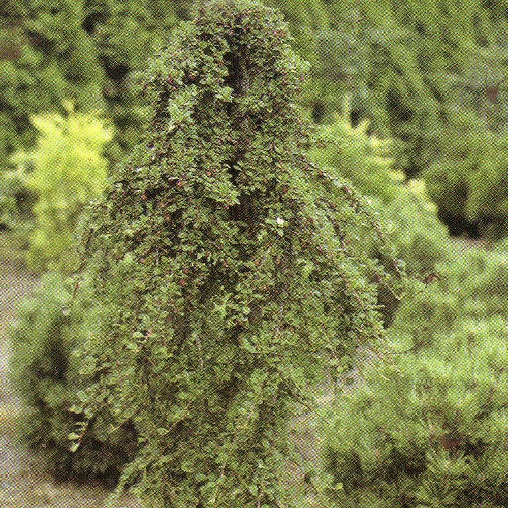 Cotoneaster proc. 'Streib's Findling'