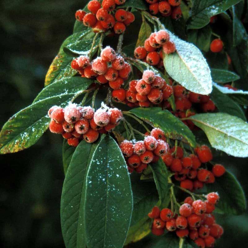 Cotoneaster Brandkjaer