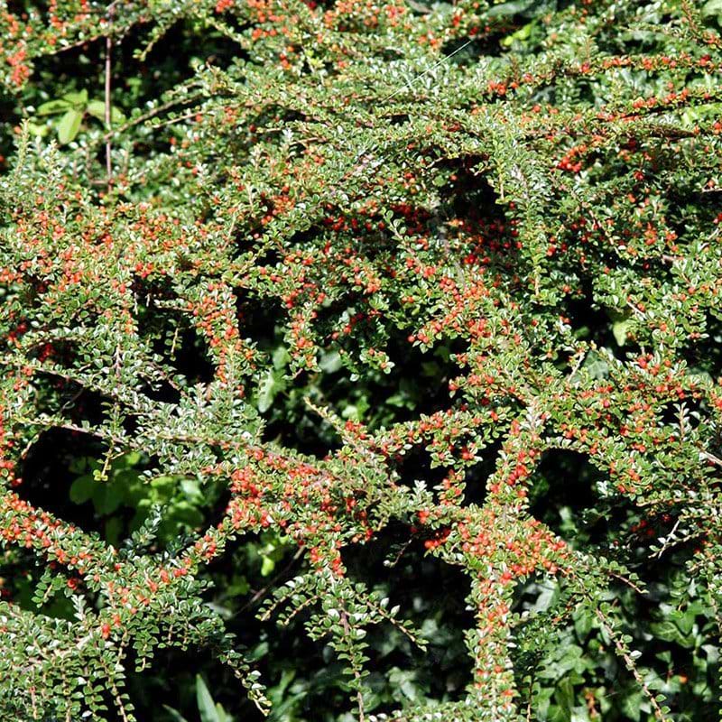Cotoneaster horizonalis
