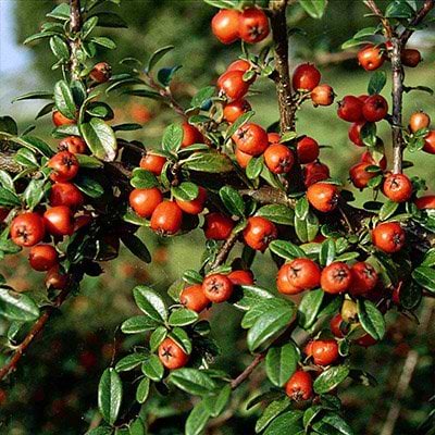 Cotoneaster