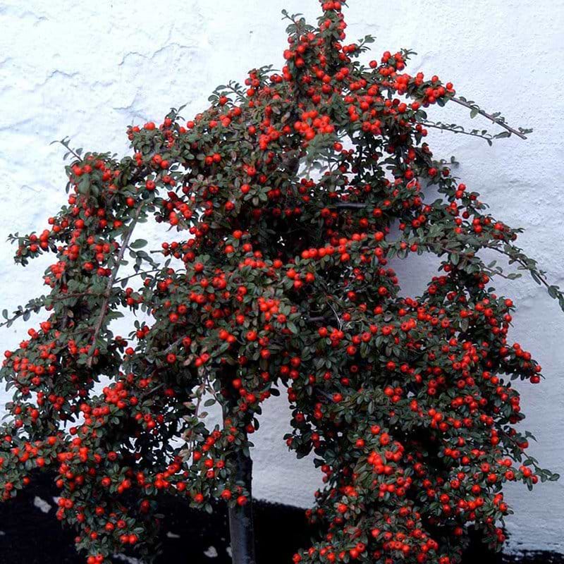 Dværgmispel Coral Beauty opstammet