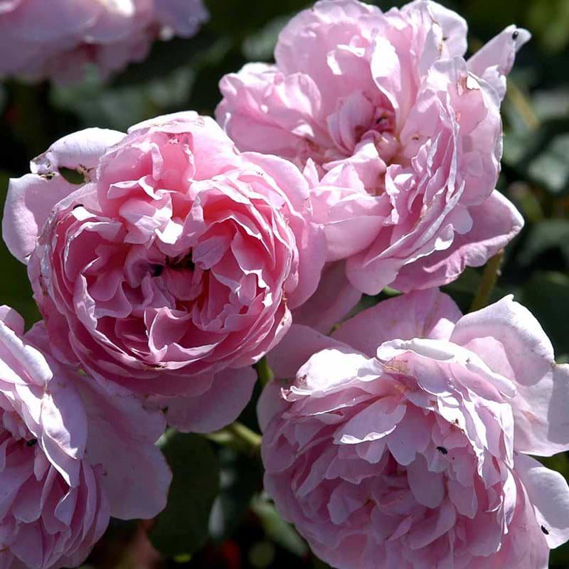 Opstammet engelsk rose Cottage Rose