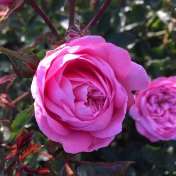 Bunddækkende pink rose