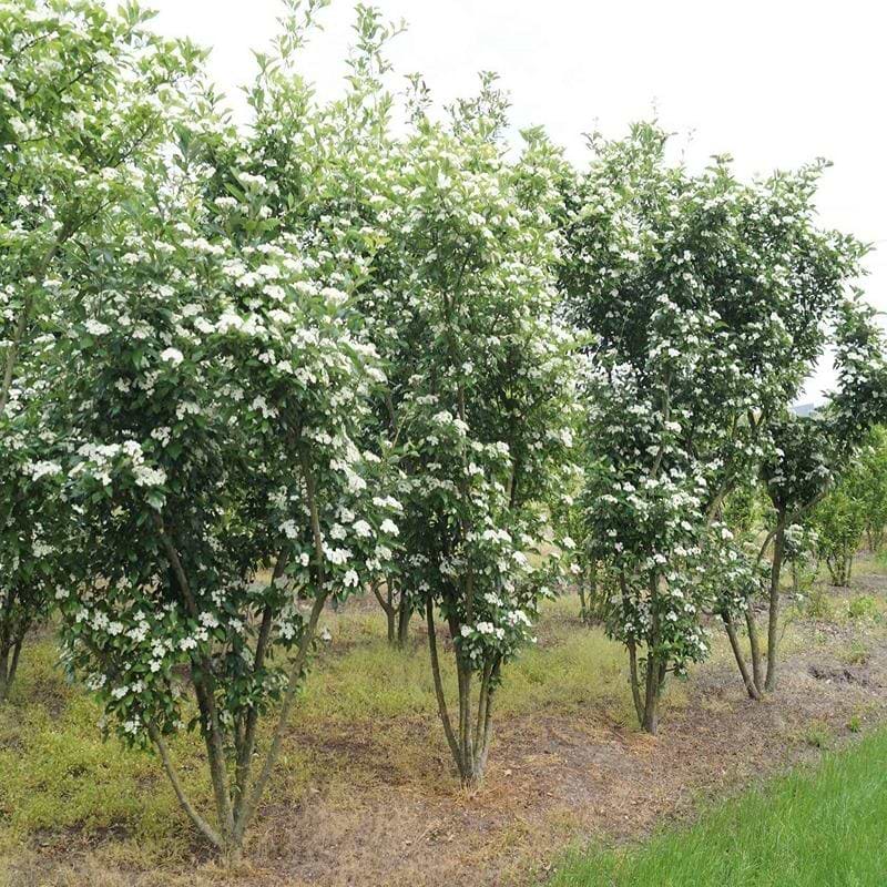 Tjørn Glansbladet (Crataegus lavallei 'Carrierei') Flere varianter