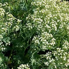 Strandkål (Crambe Maritima)