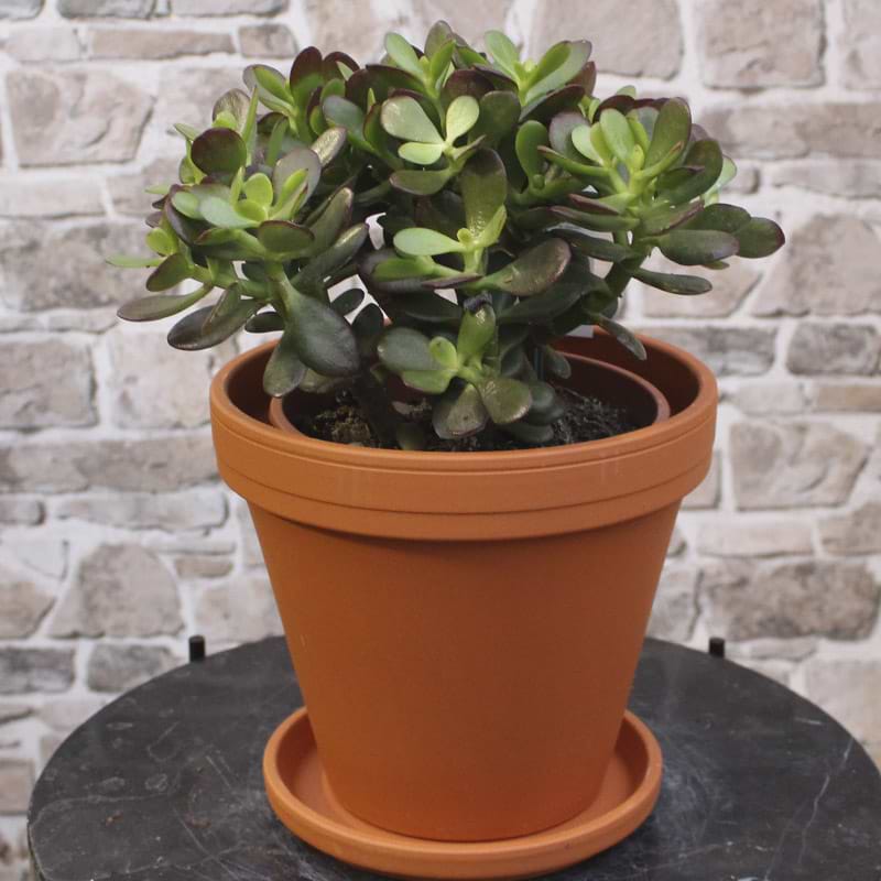 Crassula 'Minor'