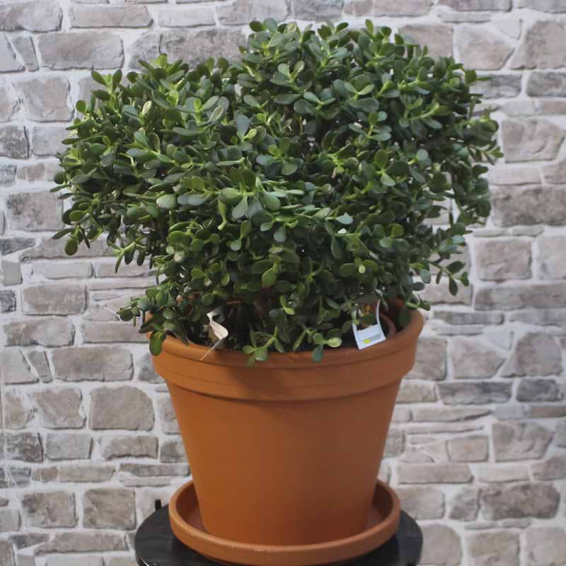 Crassula 'Minor'