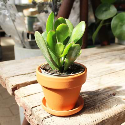 Crassula ovata