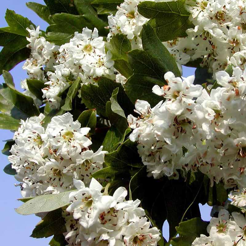 CRATAEGUS LAEVIGATA HUGIN