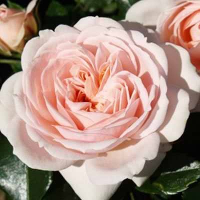 Buketrose (Cream Flower Circus) - Potterose