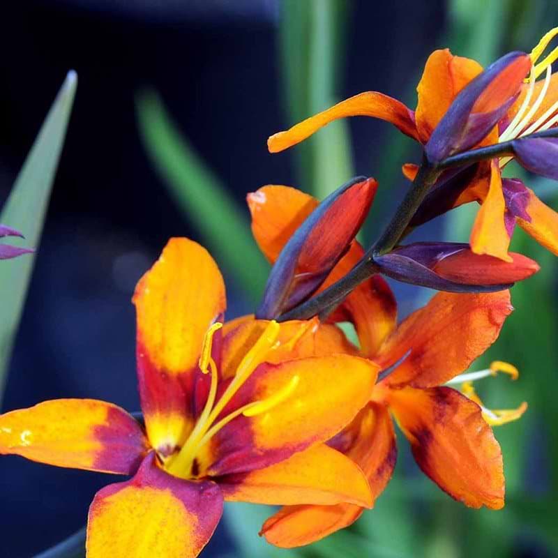CROCOSMIA Emily McKenzie