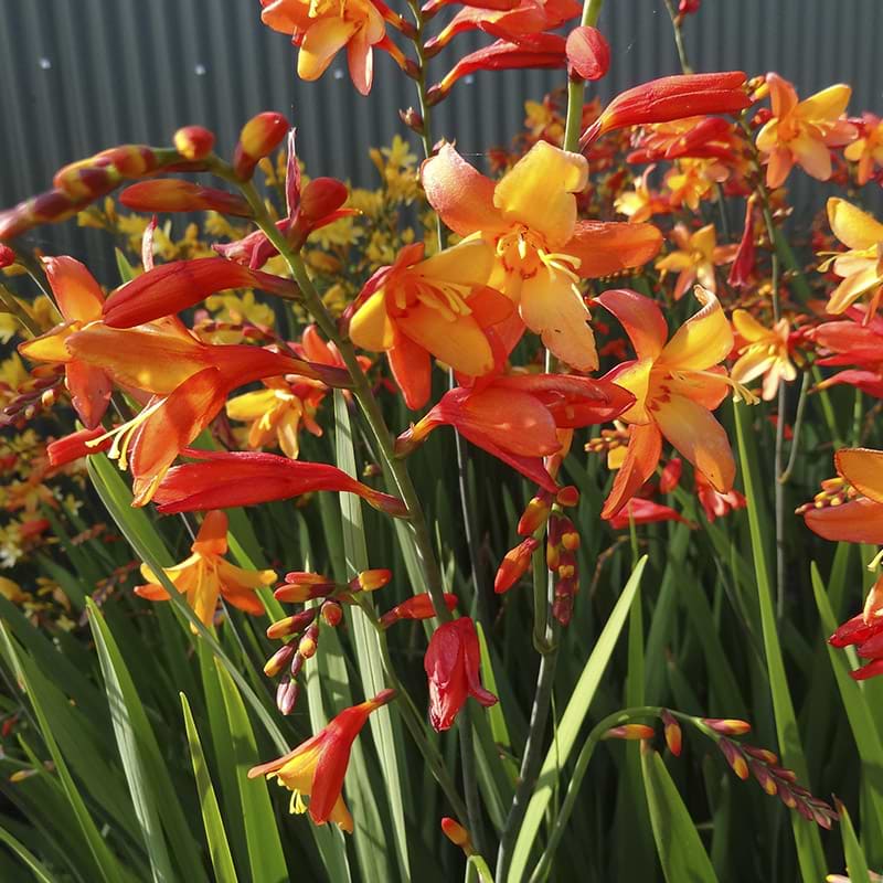 Montbretia Orange Pekoe