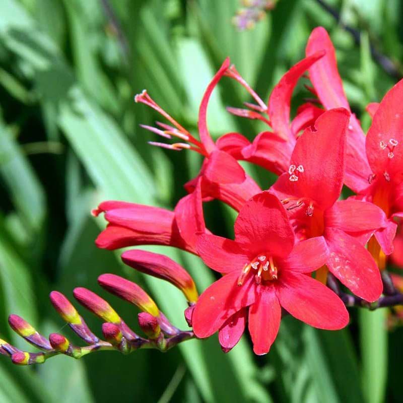 montbretia blomst