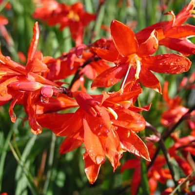 Crocosmia Zeal Tan