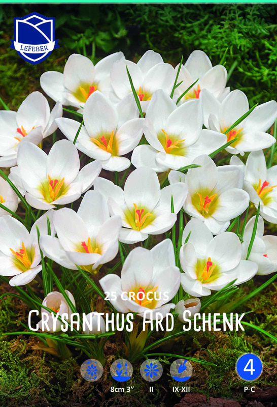 Crocus Ard Schenk