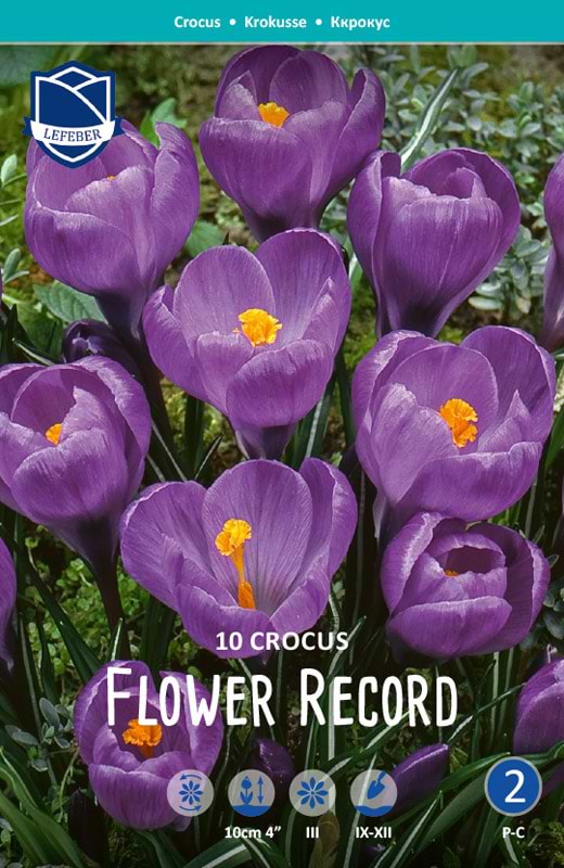 Crocus flower record