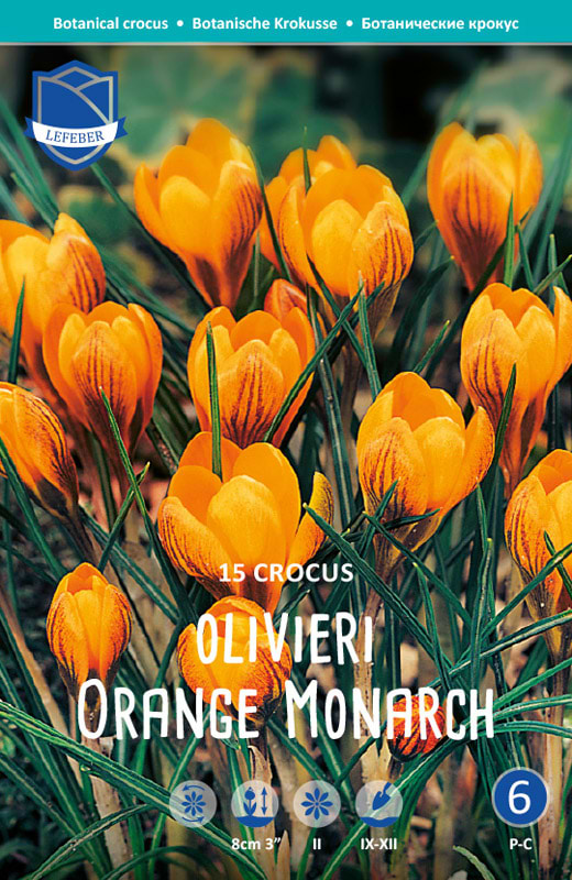 Orange krokus