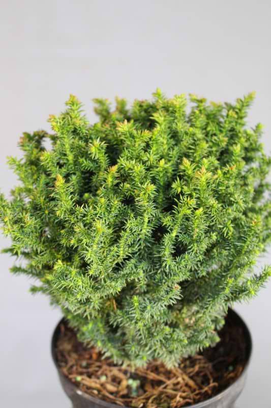 Cryptomeria japonica Compressa