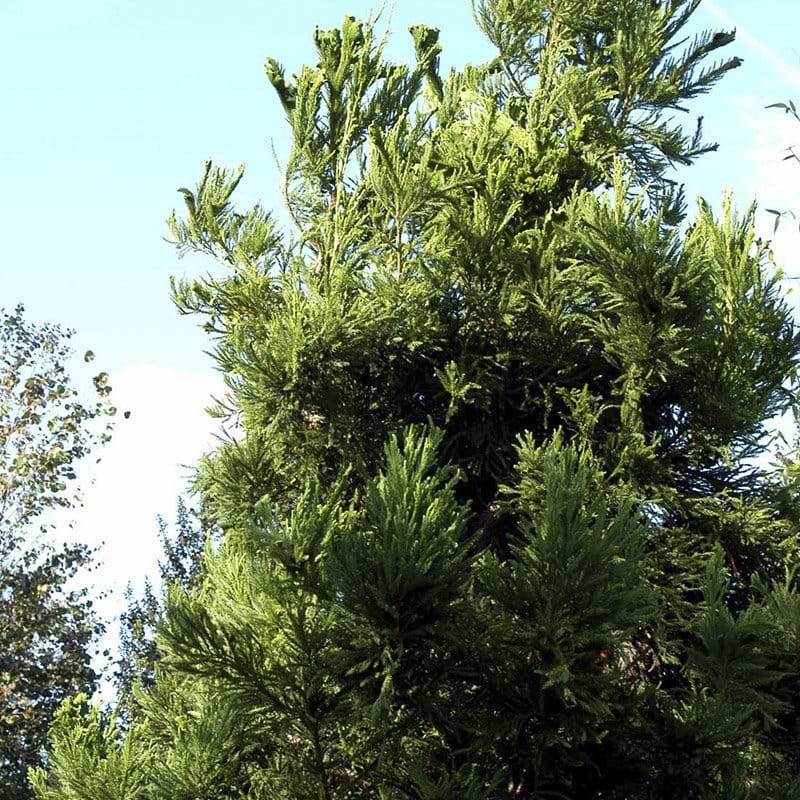 Kryptomeria Cristata