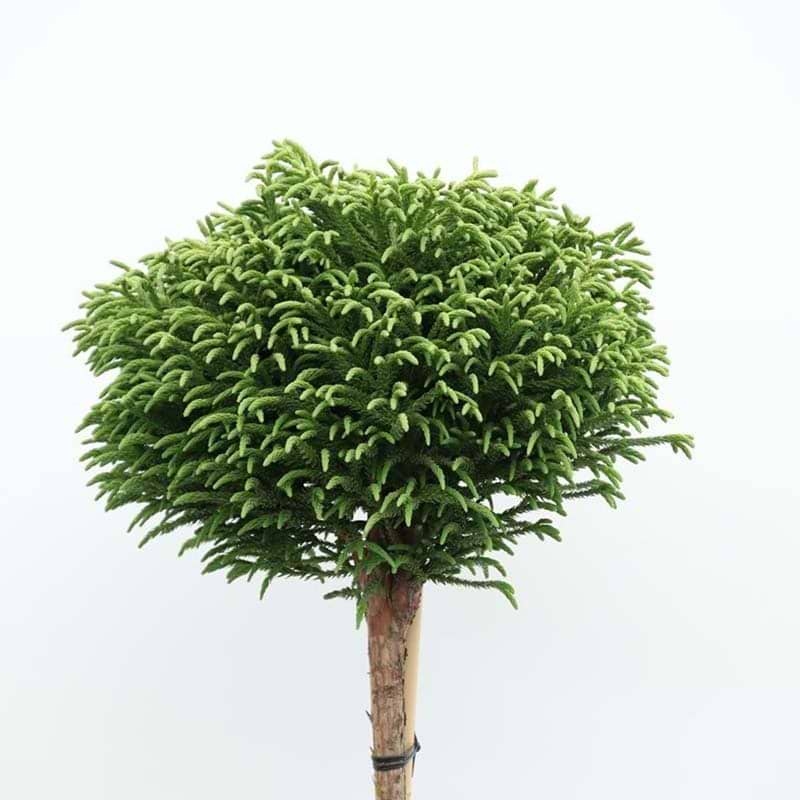 Kryptomeria Little Champion opstammet