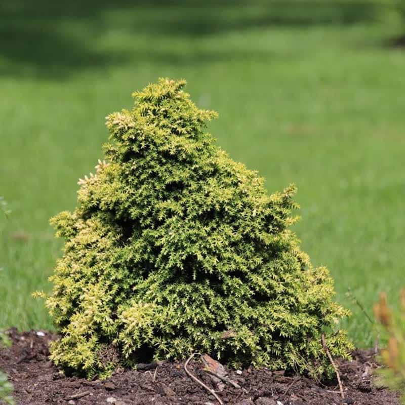 Cryptomeria japonica Twinkle Toes