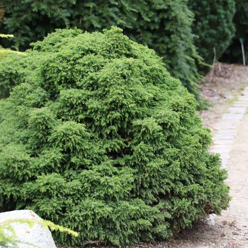 Cryptomeria japonica Yokohama